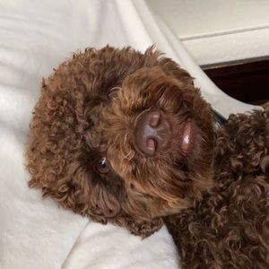 Meet your Posher, Charlotte